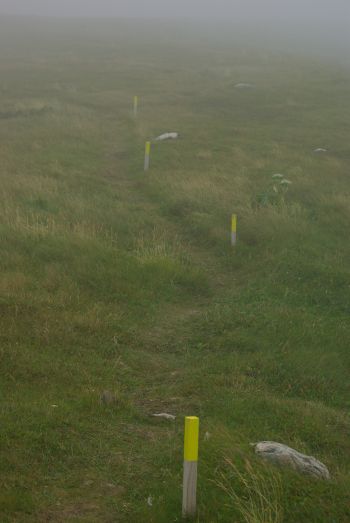 Puffins in hiding