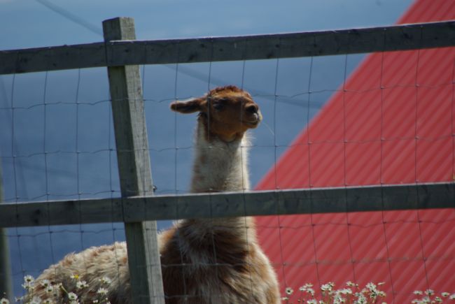 Alpaca near Cape St. George