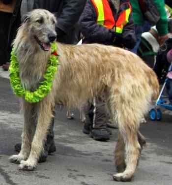 Quebec St. Patrick's Parade 