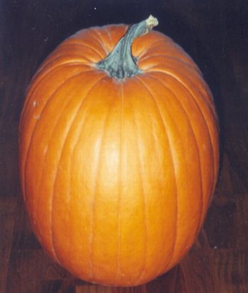 Pumpkin