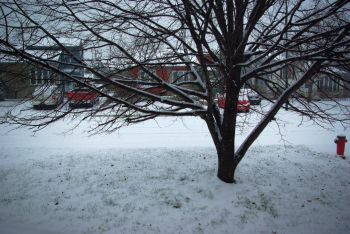 Snow 20101120