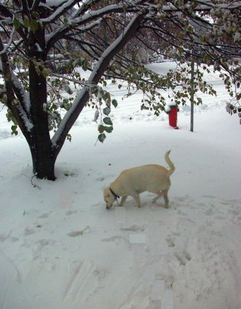 First snow 2009