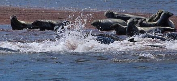 Seals on shore