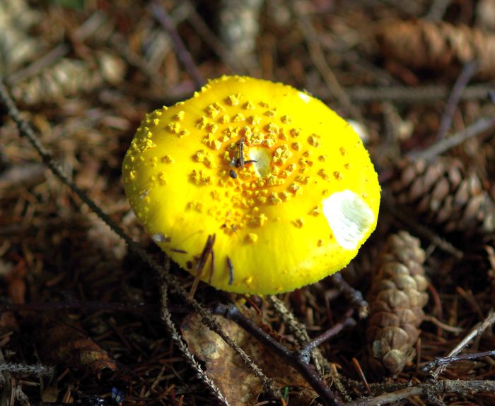 Yellow fungus